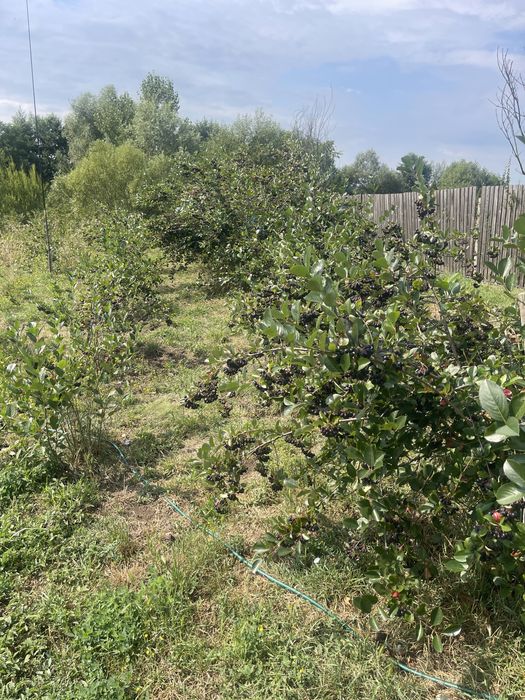 Precomenzi pentru aronia