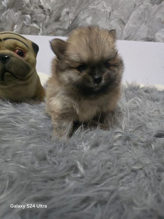 Мальчик Померанский шпиц