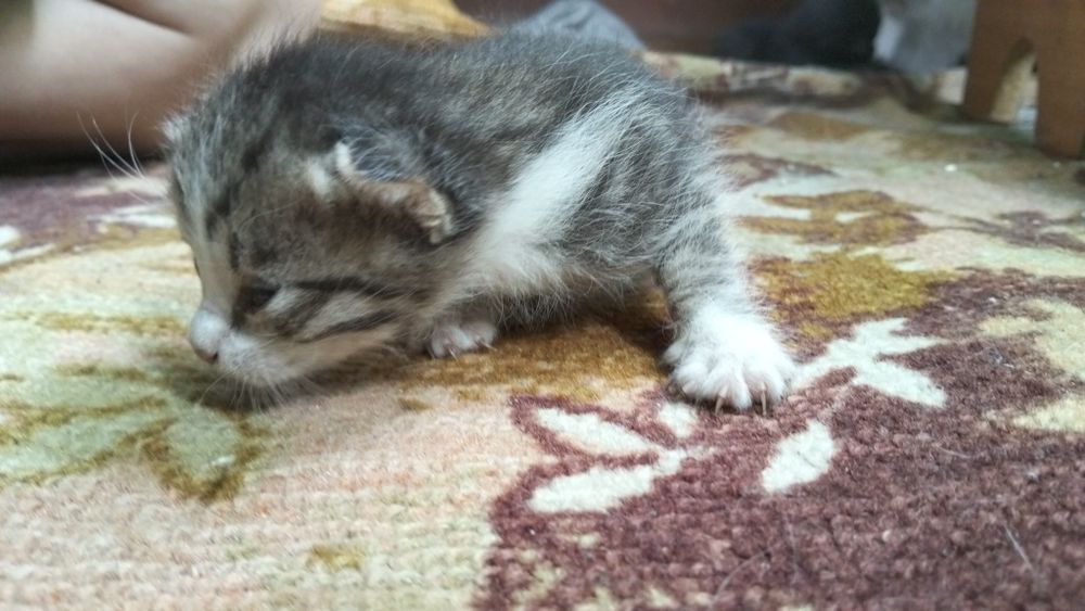 Отдам котят бесплатно