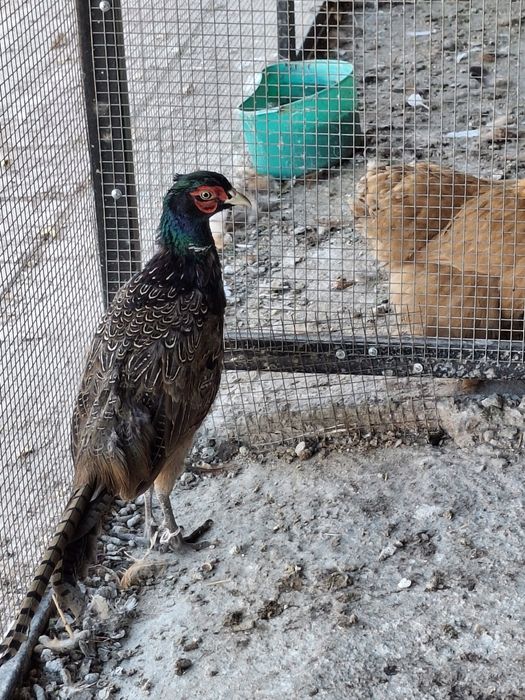 Продаётся фазаны