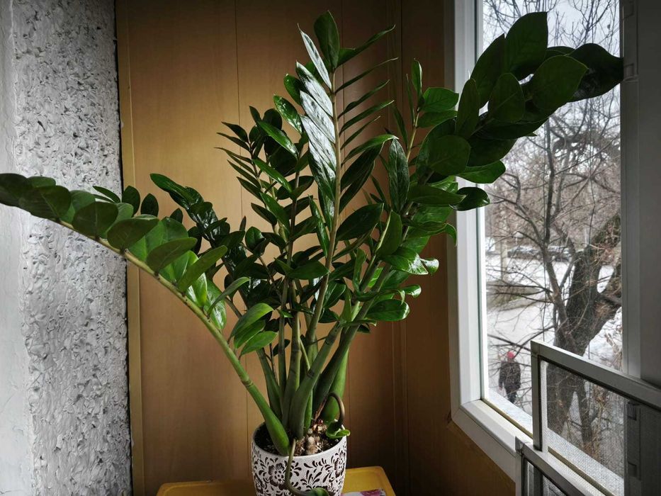 Замиокулькас Долларовое дерево