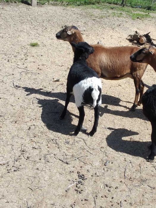 oi de camerun si capre  metis anglo-nubiene