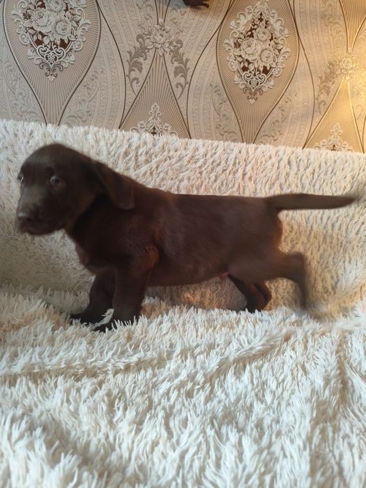 Лабрадор ретривер мальчик