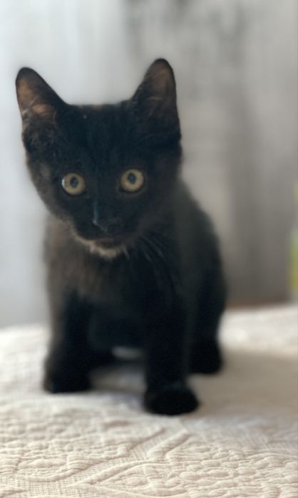 Очаровательный мальчик, котенок.