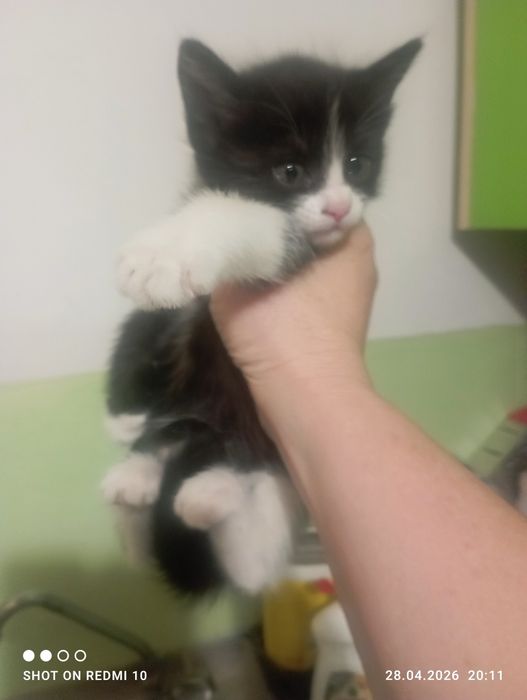 Отдам в хорошие руки котят