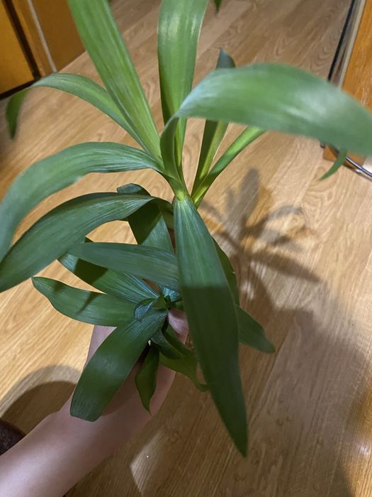 Продам отростки юкки