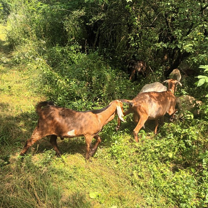 Vând lot de căprițe doar 2 ieduțe au coarne