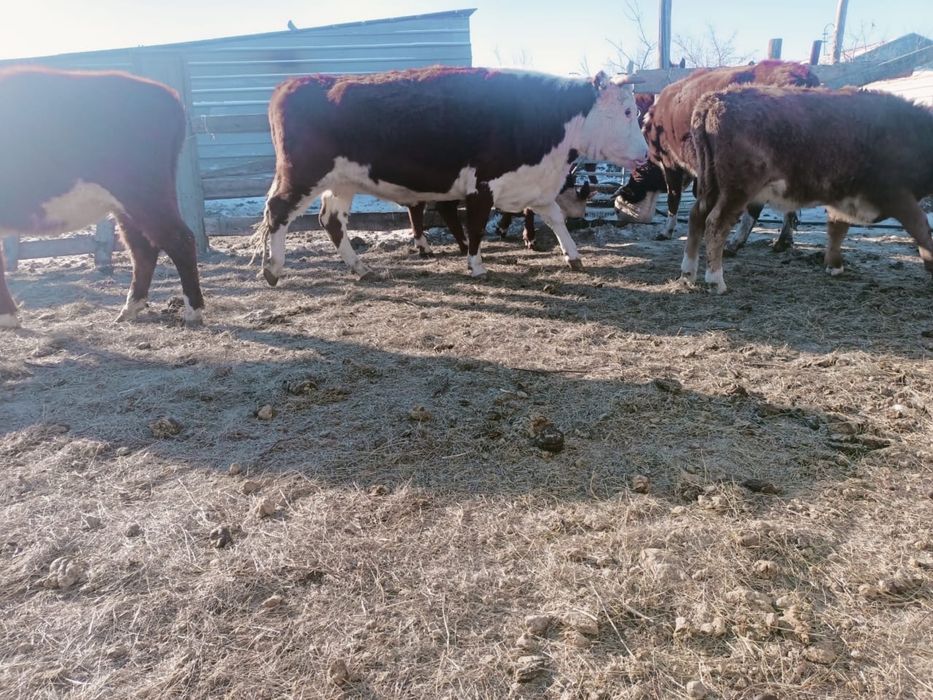 Семіз ту сыйыр килограм дап