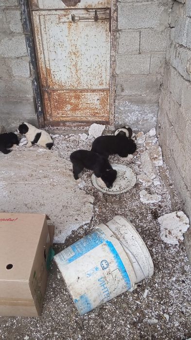 Щенки Тобета месяц отруду