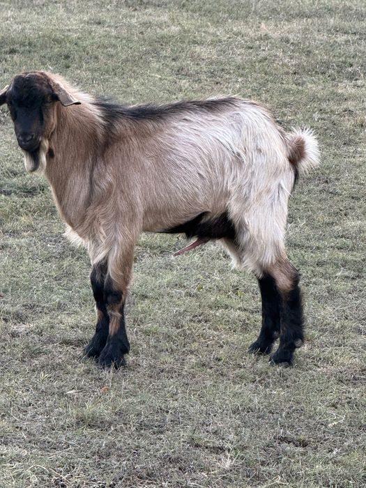 Vand tap alpin si iada boer
