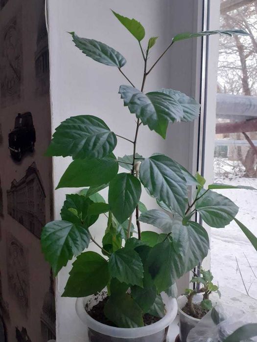 Продам комнатные цветы