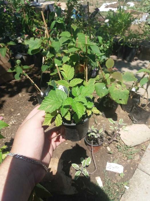 Налични 12 сорта малини