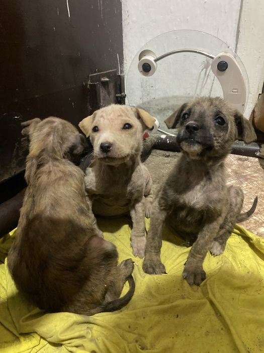Брошеные щенята с улицы