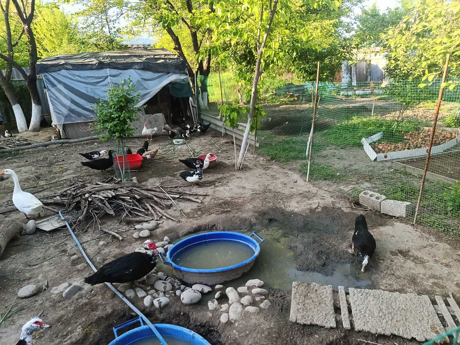 Продам индоутиные и гусиные яйца под инкубатор