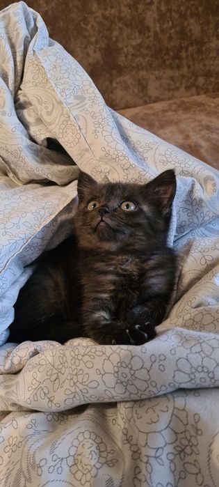 Ищем семью для котёнка (срочно!)