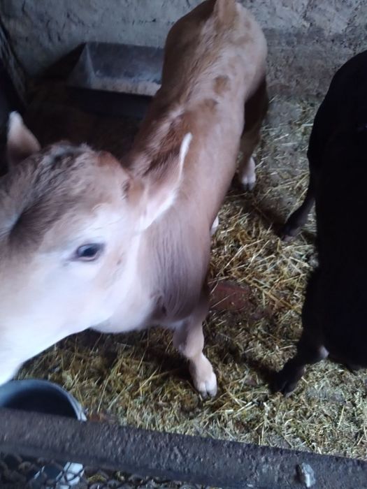 Shvet ona bola sigir sotiladi