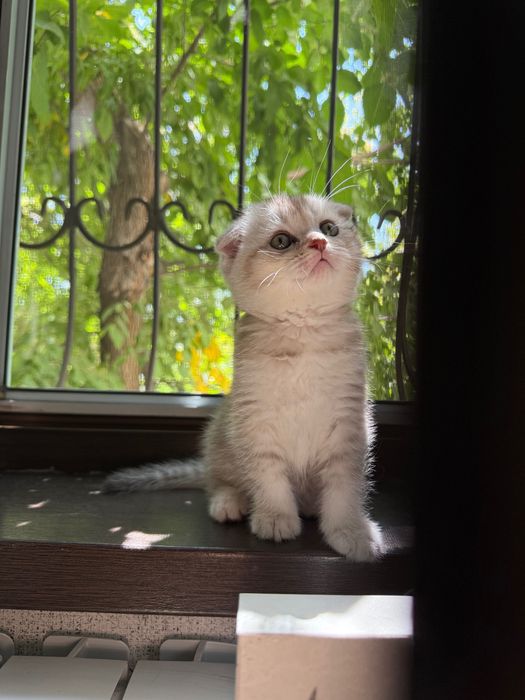 продаю шотландского котенка