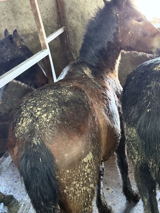 Жылқы 1.5-2жасар