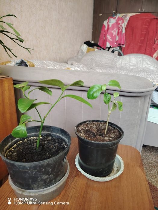 Лимоны плодоносящие