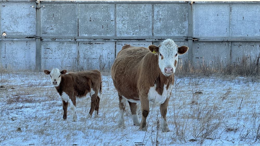Крестьянское хозяйство