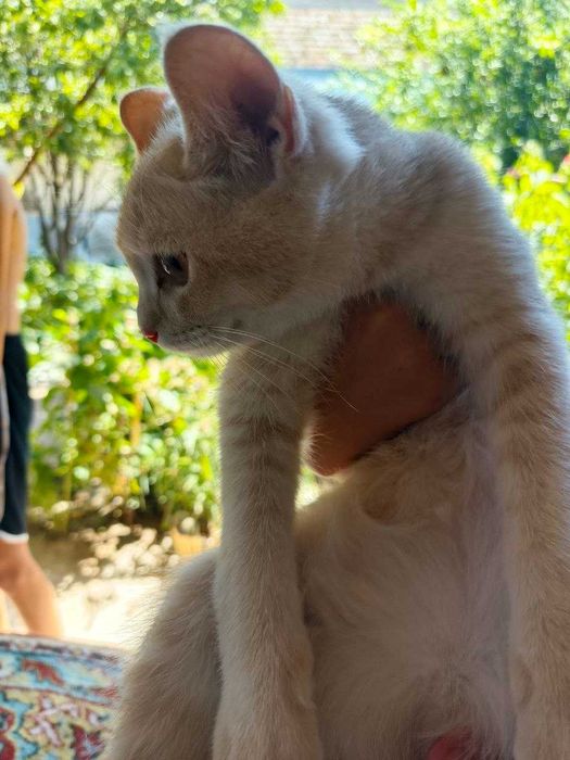 Котята в добрые руки.