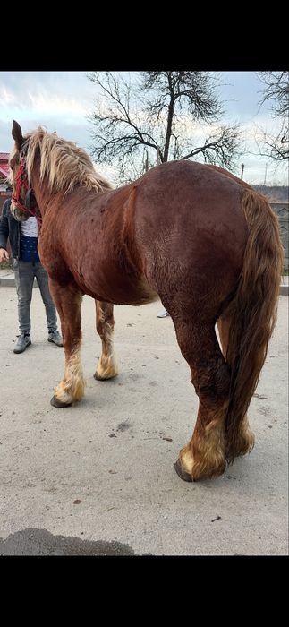 De vanzare manz de 2 ani invatat la utilaje si calarie fff bland