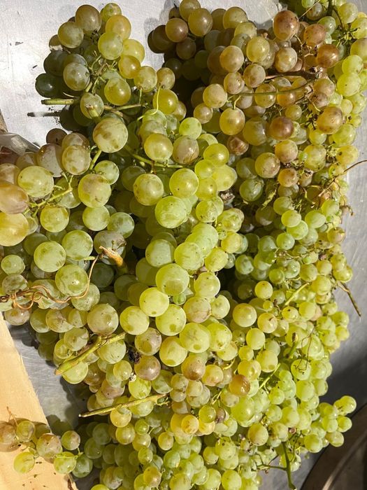 Struguri pentru Procesat