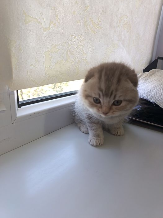 Котята породистые