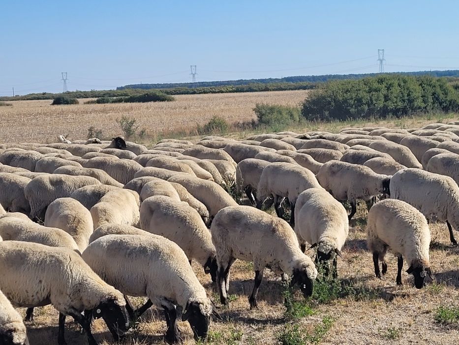 Oi țigai de vanzare