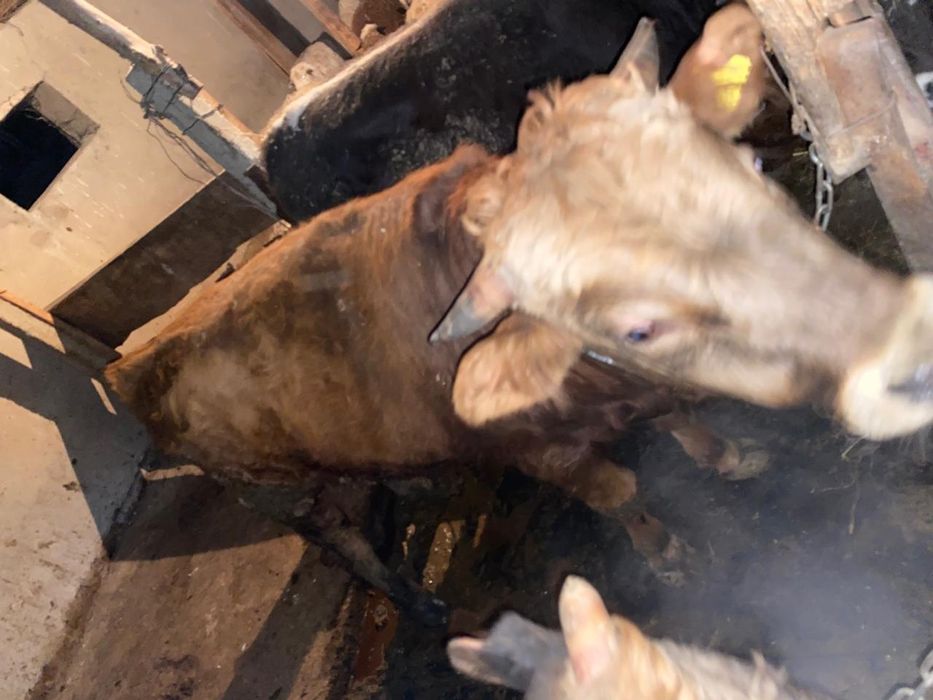 Бычок продажа откорма