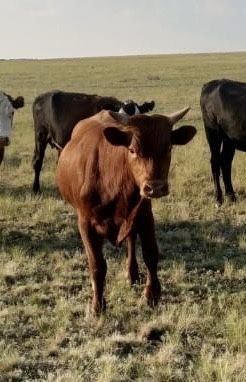 Продам скот Цена Договорная