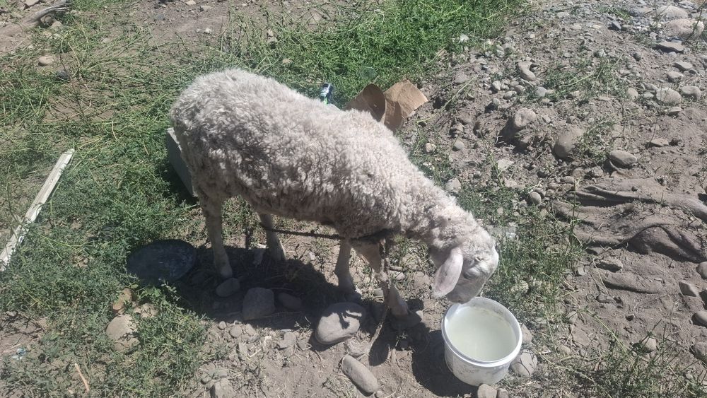 Продам .Сатам екеуі 100 мың