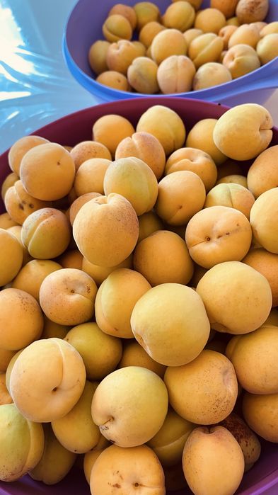 абрикос өзіміздің ауламыздан