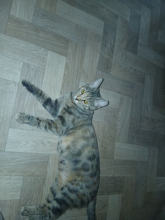 Кошечки в добрые руки