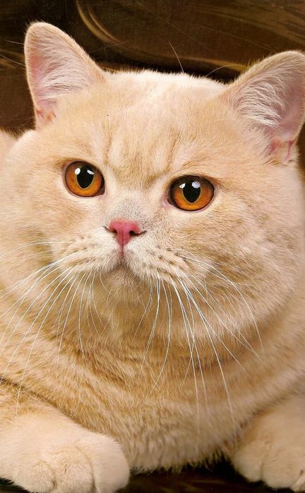 Продам котят вислоухих