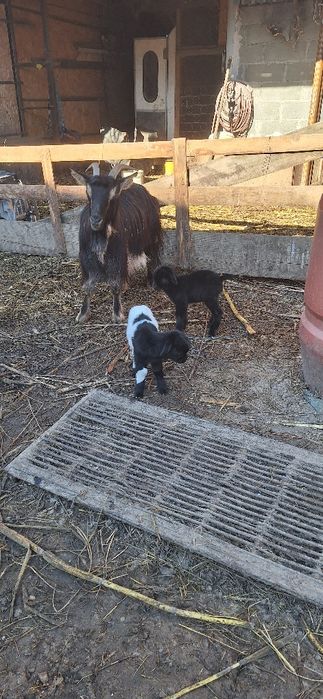 Vand capre anglo si carpatine