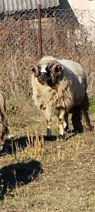 Vând oile din imagine