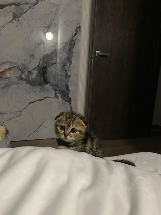 Вислоухие шотландцы