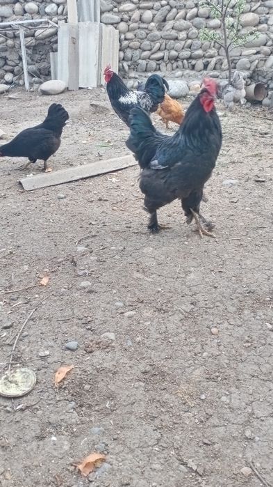 Хонаки товуклар тухумлари