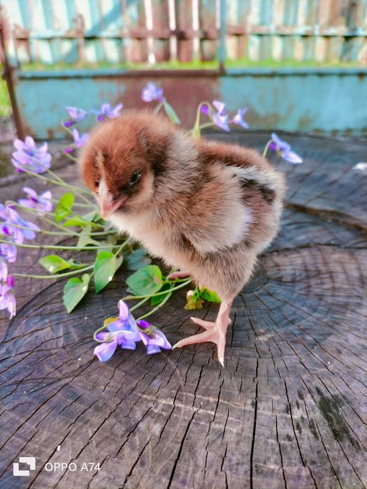 Pui de gaina din rasele Paduane Chamoise.