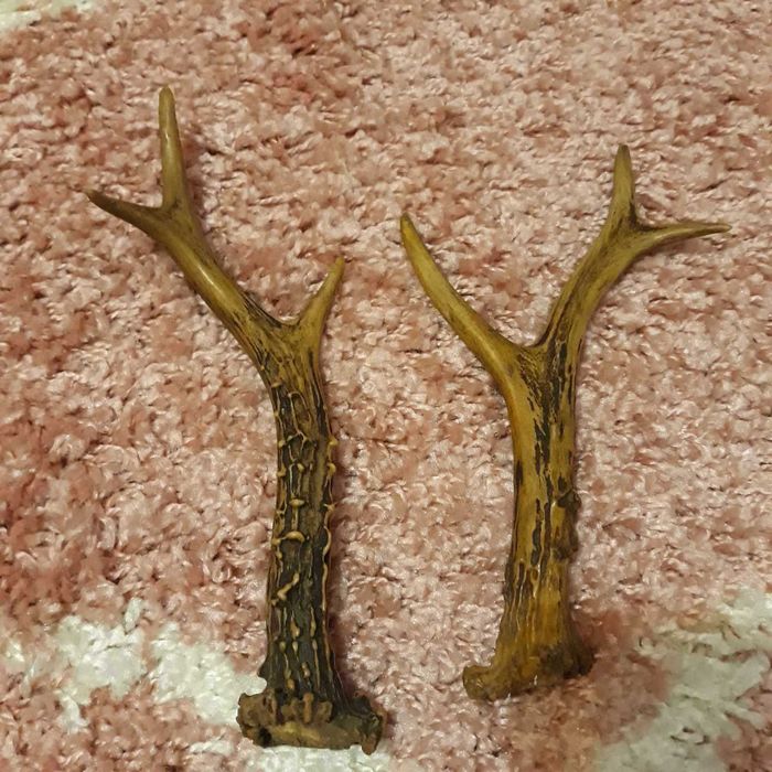 Еленови     Рога