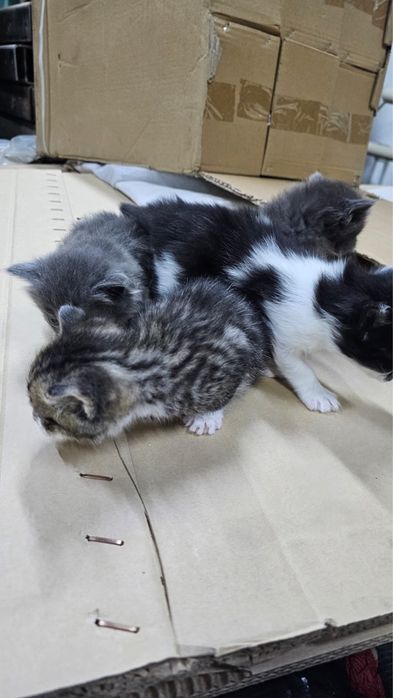 Котята отдам в добрые руки