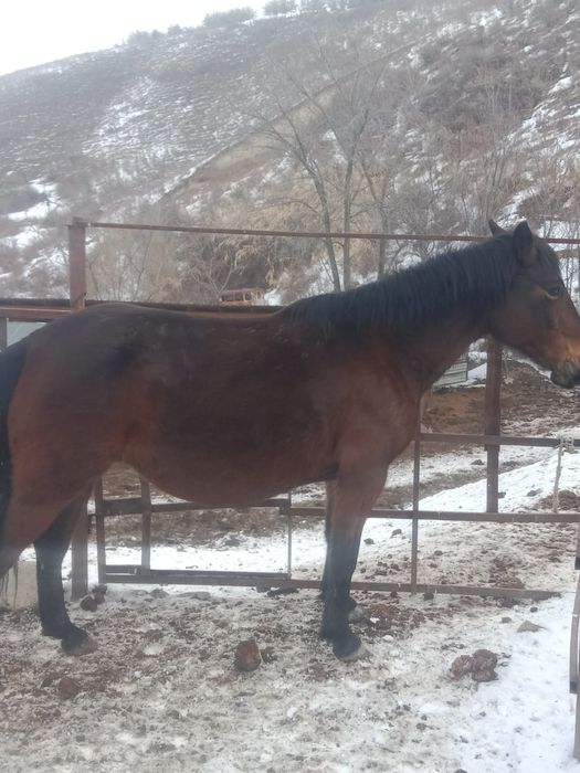 Бие сатылады, буаз