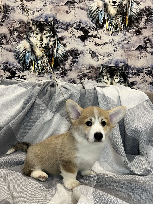 Щенки Вельш Корги Пемброк