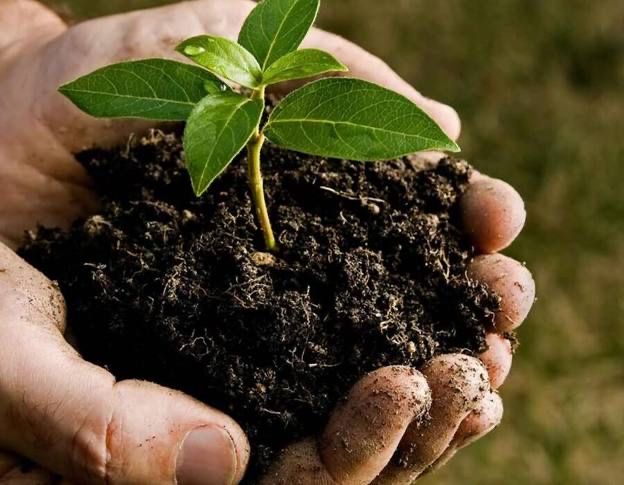 Биогомус N 1 Сотамиз доставка бор