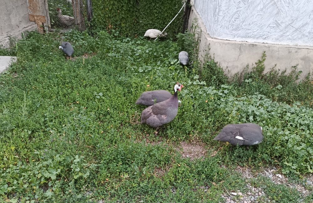 Продам цесарок разных пород