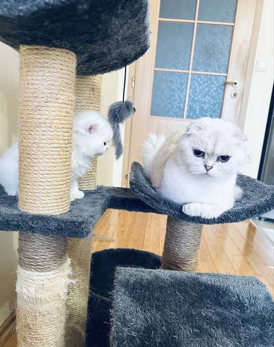 Шотландски котета /Scottish fold/ straight/