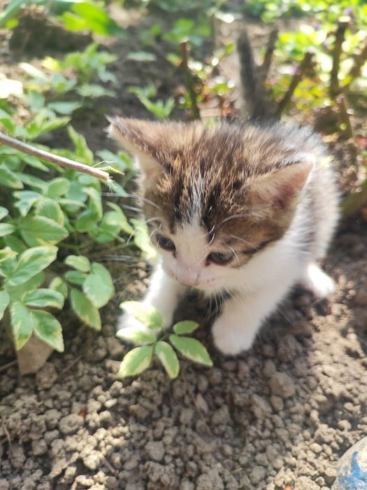 Отдам котят в хорошие руки