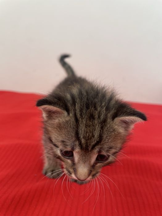 Котенок, девочка