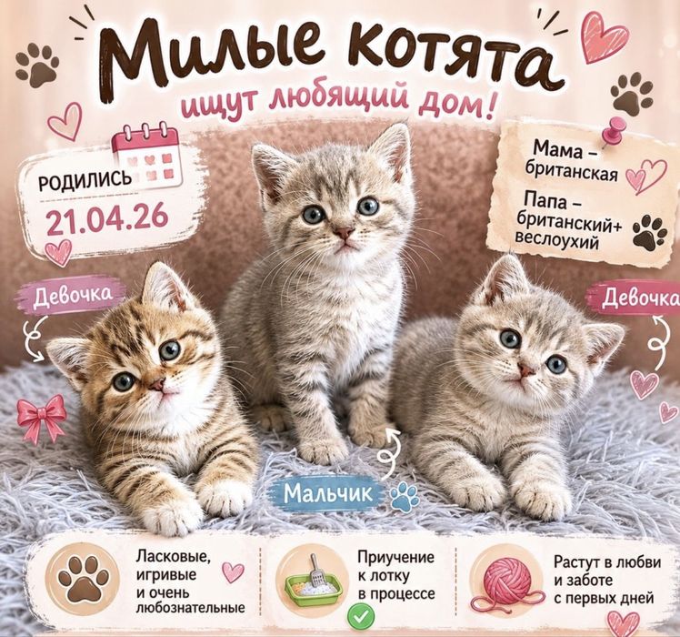 Продам мальенкую котенка